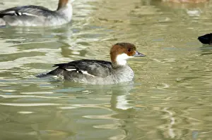Smew: Smew