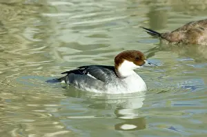 Smew: Smew