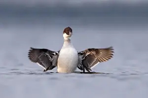 Smew: Smew