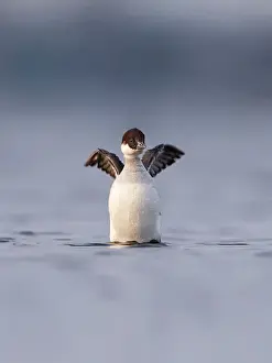 Smew: Smew