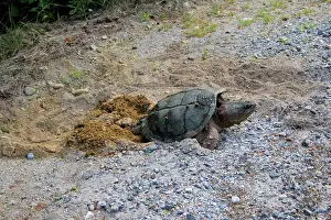 Serpentina: Female Snapping Turtle