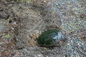Serpentina: Female Snapping Turtle