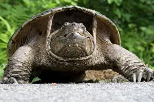 Chelydra: Female Snapping Turtle