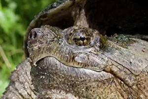 Chelydra: Female Snapping Turtle