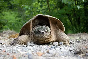 Chelydra: Female Snapping Turtle