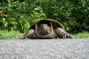 Chelydra: Female Snapping Turtle