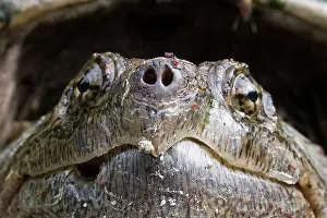 Chelydra: Female Snapping Turtle