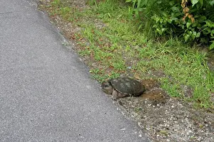 Chelydra: Female Snapping Turtle