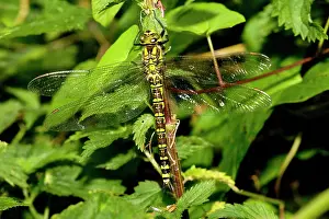 Aeshna: Female Southern Hawker
