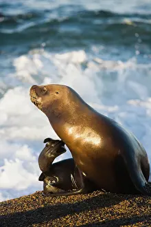 Sealion: female southern sea lion (Otaria byronia)