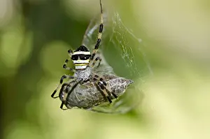 Argiope: Female St Andrew's Cross Spider with prey - on