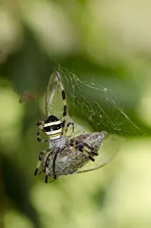 Argiope: Female St Andrew's Cross Spider with prey - on