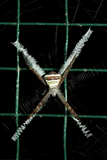 Argiope: Female St. Andrew's Cross Spider - on web with