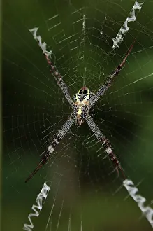 Argiope: Female St. Andrew's Cross Spider - on web with