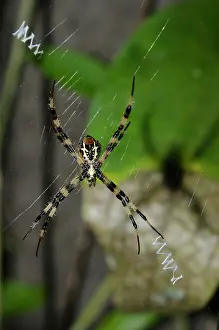 Gigantism: Female St Andrew's Cross Spider - on web with stabilimentum