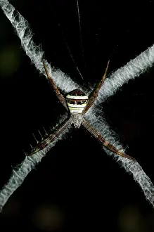 Argiope: Female St Andrew's Cross Spider - on web with stabilimentum