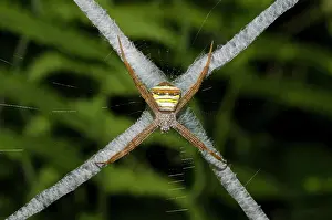 Weaver: Female St Andrews Cross Spider - on web with stabilimentum