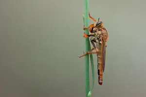 Robber: Female Stenopogon xanthotrichus resting on stem