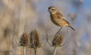 Saxicola: Female Stonechat, Saxicola rubicola, perched on