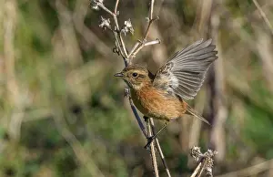 Saxicola: Female Stonechat, Saxicola rubicola, perched on