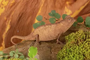 Adaption: Female Stumpff's earth chameleon (Brookesia stumpffi)