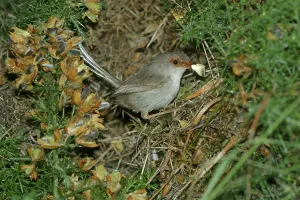 Faeces: Female Superb Fairy-Wren - Removing dropping from nest