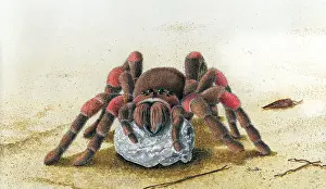 Miles Kelly Publishing: This female Tarantula is guarding her eggs. They
