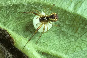 Micrography: Female theridiid spider with egg mass