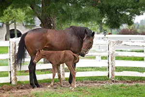 Kentucky: Female thoroughbred and foal, Donamire Horse