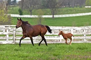 Kentucky: Female thoroughbred and foal, Donamire Horse