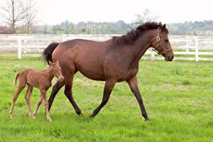 Kentucky: Female thoroughbred and foal, Donamire Horse