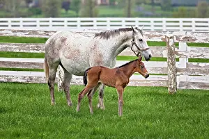 Kentucky: Female thoroughbred and foal, Donamire Horse