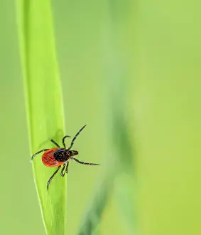 Tick: Female tick, Castor Bean Tick (Ixodes ricinus) lurks