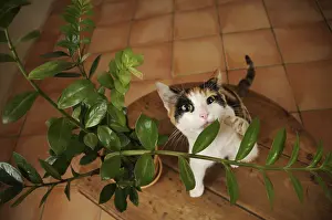 Ficus: Female tricolor European cat eating a green plant France