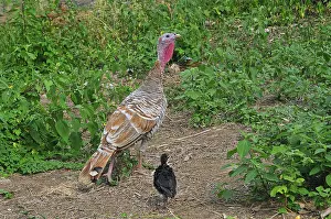 Equatorial: Female Turkey and chicken Andes Venezuela