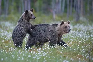 Sedge: Female (Ursus arctos) with her offspring in a bog