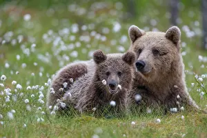 Sedge: Female (Ursus arctos) with her offspring in a bog
