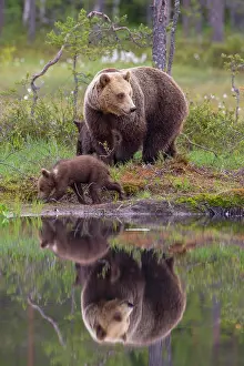Lakeside: Female (Ursus arctos) with young bear in a boreal