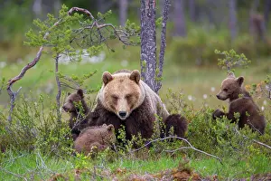 Karelia: Female (Ursus arctos) with three young bears in