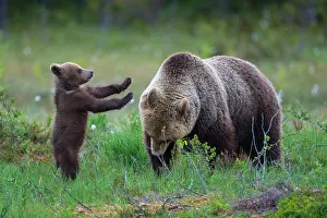 Karelia: Female (Ursus arctos) with young bears in the boreal