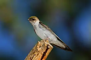 Hirundinidae: Female Violet-green Swallow