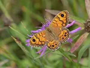 Hexapods: Female Wall Brown butterfly, Lasiommata megera