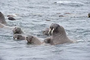 Walruses: Female Walruses (Odobenus rosmarus) with cubs, Stor&, xf8;ya