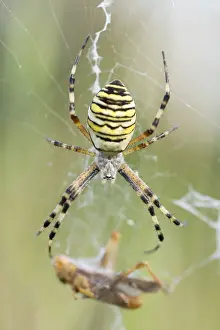 Argiope: Female Wasp Spider (Argiope bruennichi) with ca