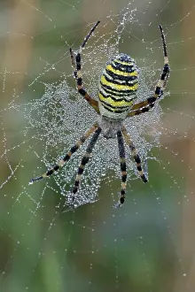 Argiope: Female Wasp spider (Argiope bruennichi) in her spiderweb