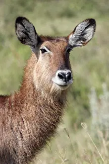 Waterbuck: Female waterbuck (Kobus ellipsiprymnus) portrait