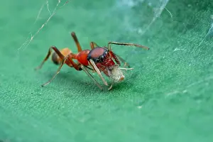 Salticidae: Female weaver-ant-mimicking jumping spider (Myrmarachne