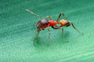 Salticidae: Female weaver-ant-mimicking jumping spider (Myrmarachne