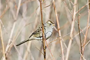 Leucophrys: Female White-crowned Sparrow