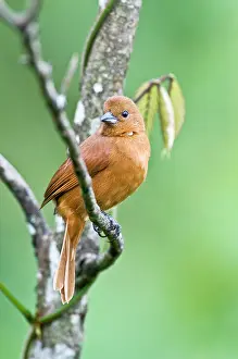Tachyphonus: Female White-lined Tanager - on branch